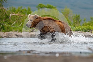 TheÂ KamchatkaÂ brownÂ bear, Ursus arctos